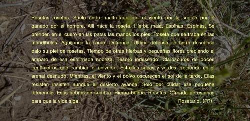 00_-_rosetario_-_image_3_inside