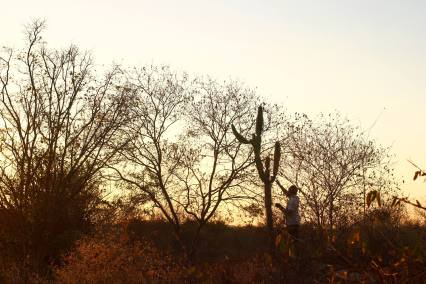 South American PhoNographic Mornings_#02_RAMOS_Cactus soundscape_Sunday 29th April 2018 20180429©Rodrigo Ramos copie