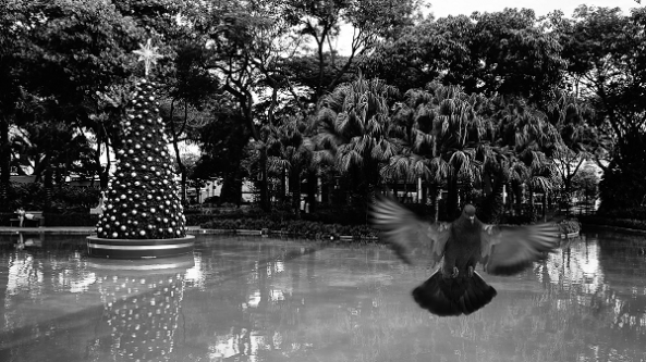 South American PhoNographic Mornings_#10_IZARRA_TamarindoEs_Sunday 24th June 2018 20180624 copie