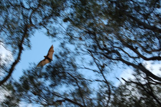 Oceanian PhoNographic Mornings_#08_LOPEZ_Colony_Sunday 28th October 2018 20181028 copie