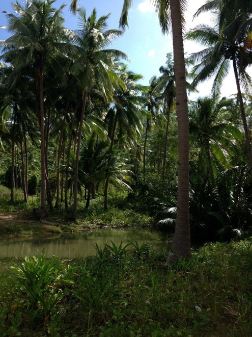 Southeast Asia PhoNographic Mornings_#09_SCHWARZ_PJC_compr