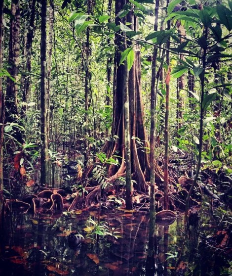 Southeast Asia PhoNographic Mornings_#11_BURT_A walk into the Spirit Jungle_Sunday 7th April 2019 20190407