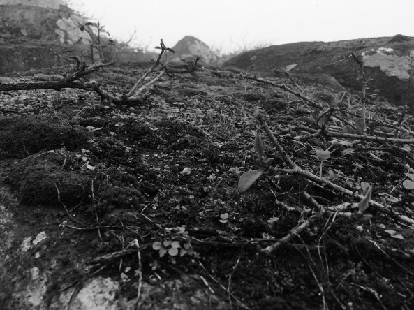 Bifucarda 1 (foto por Martín Murguía)compr