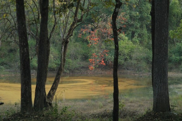 South Asia PhoNographic Mornings_#07_Skeoch_Nagarahole Dusk_Sunday 29thSeptember 2019 20190929 compr