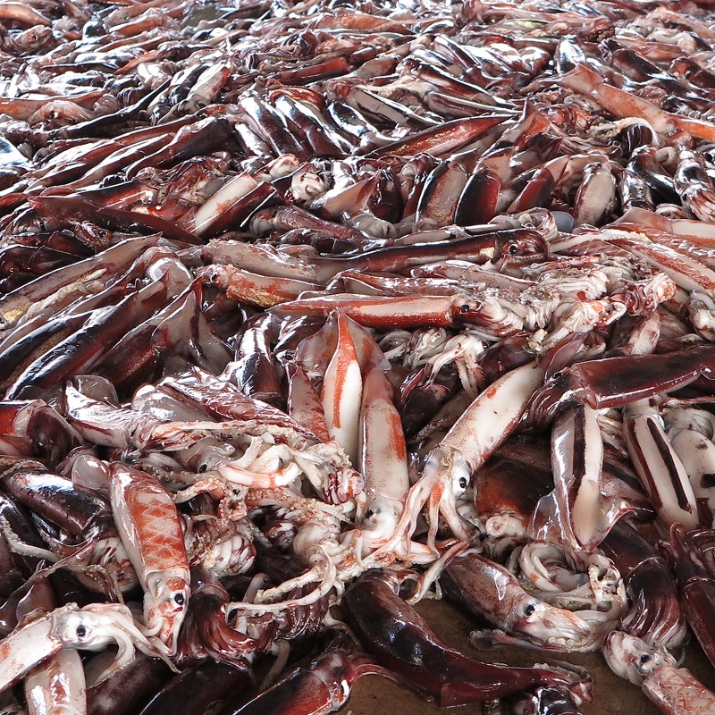 East Asia PhoNographic Mornings_#23_MARTIN KAY_Joedong-ri Fishing Port